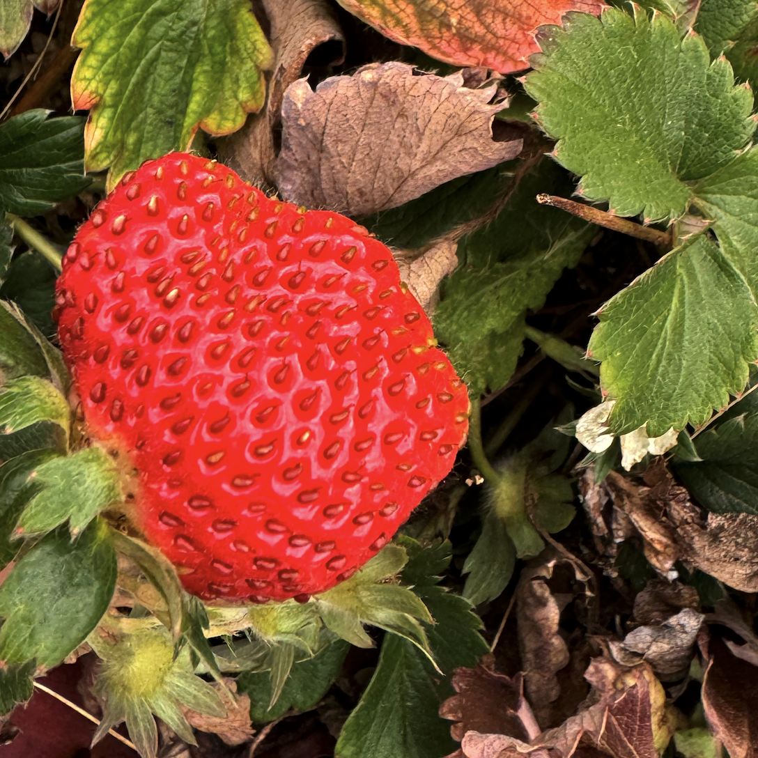 Image in a image block